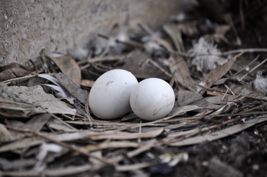 What Do Baby Birds Eat: A Guide to Feeding Young Avian Hatchlings